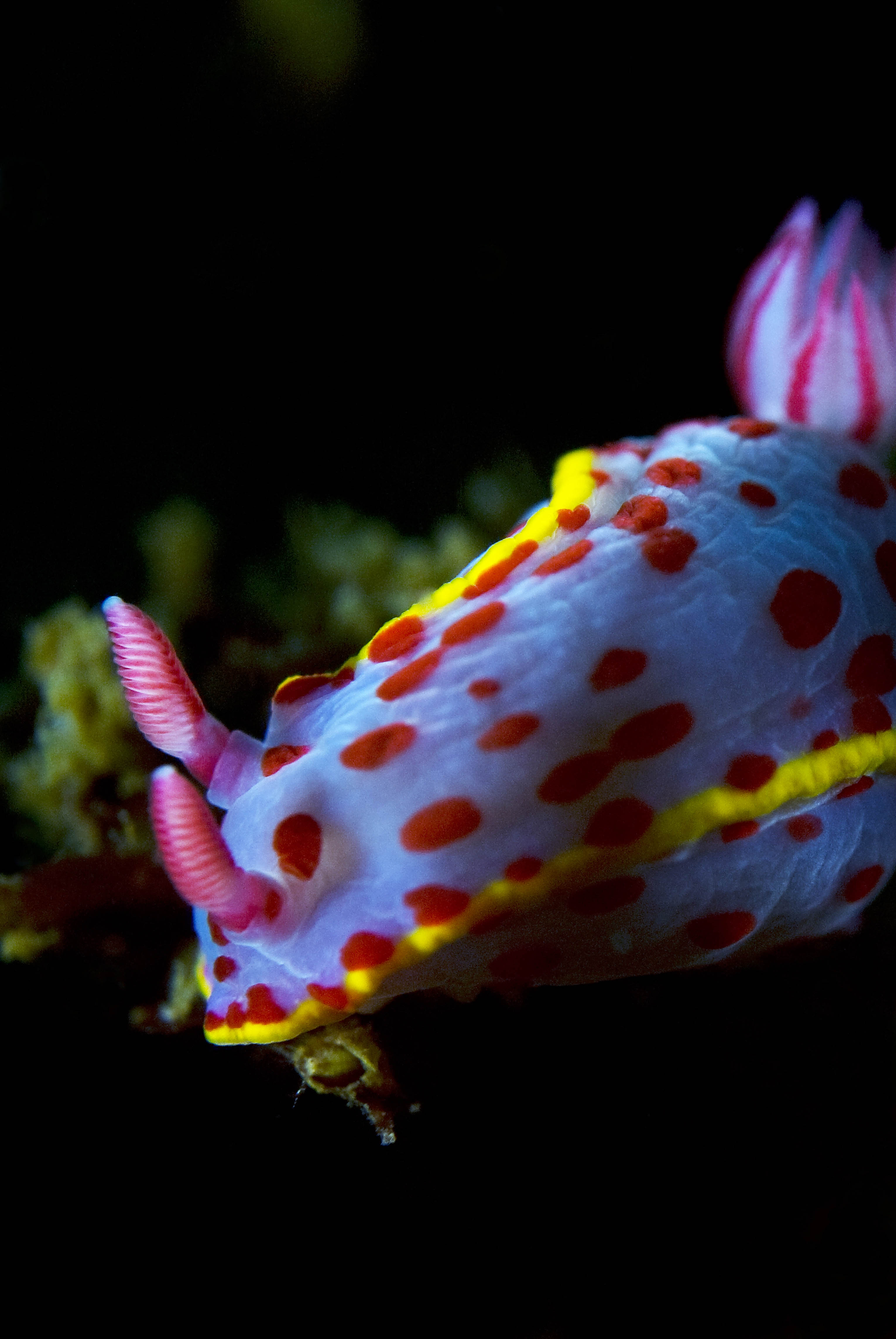 Nudibranch | Blue Bay Divers