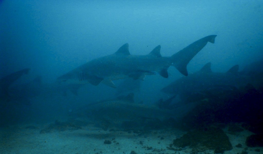 Seans sharks