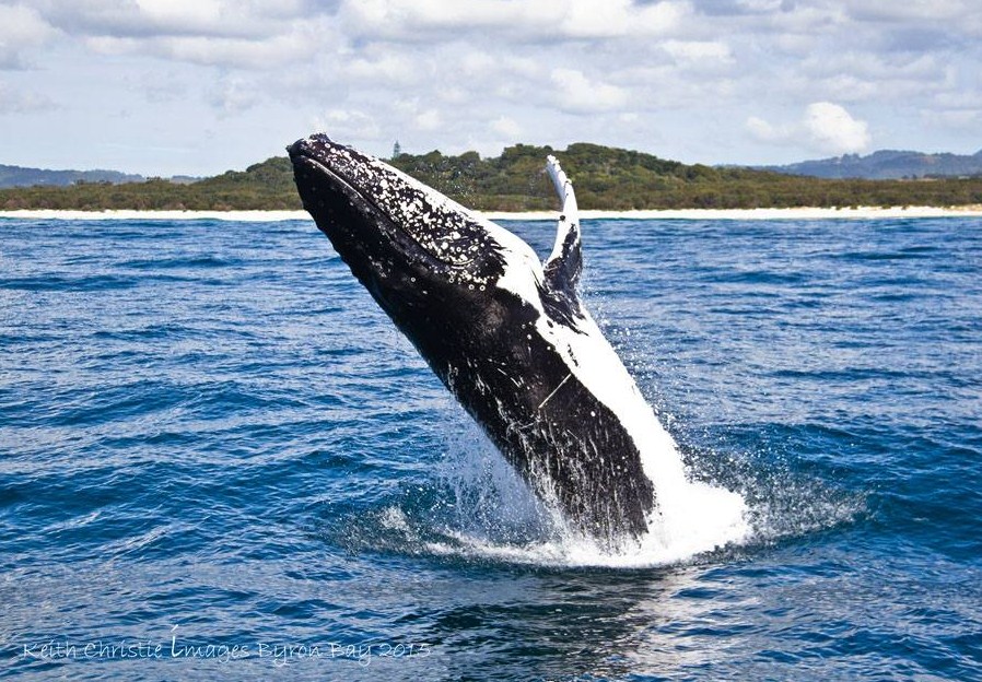 Breaching Humpback Juvenile by Keith Christie