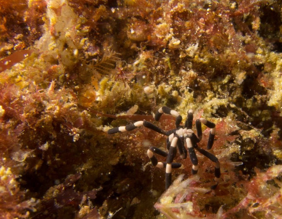 Sea spider by Jeremy Ford