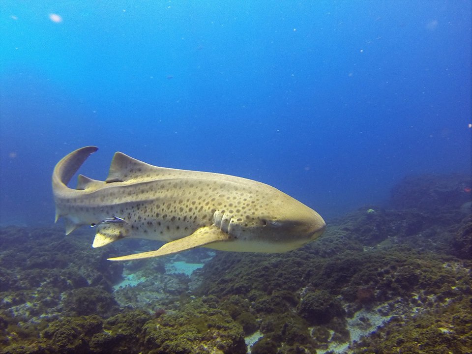 Leopard Shark Blue Bay Divers