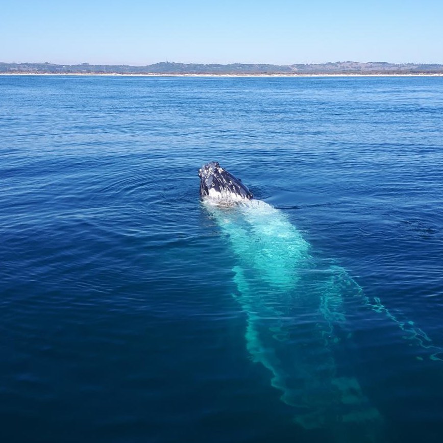Blue Bay Whale Watching Byron Bay - Spy Hop off Brunswick Heads
